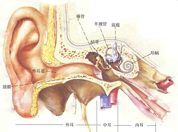 声音是怎么传到我们脑子里的？(图2)